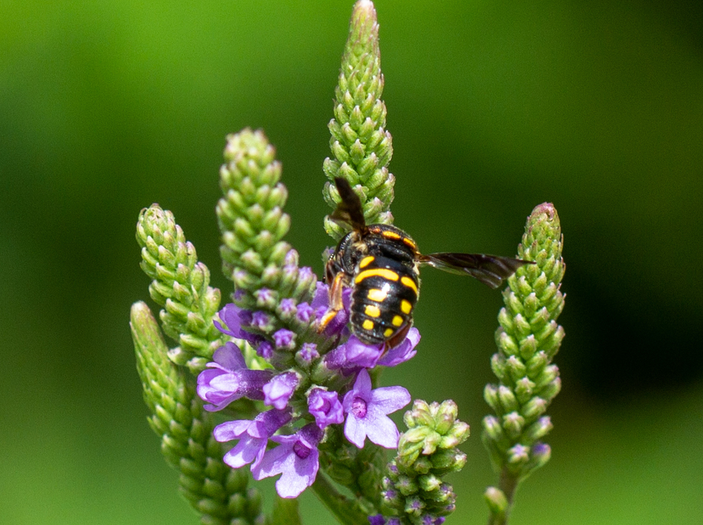 Northern Rotund-resin Bee