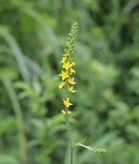 Agrimonia pilosa japonica