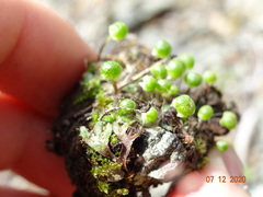 Mannia gracilis
