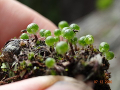 Mannia gracilis