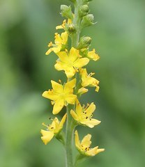 Agrimonia pilosa japonica