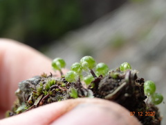 Mannia gracilis