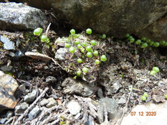 Mannia gracilis