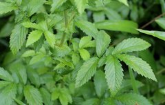 Agrimonia pilosa japonica