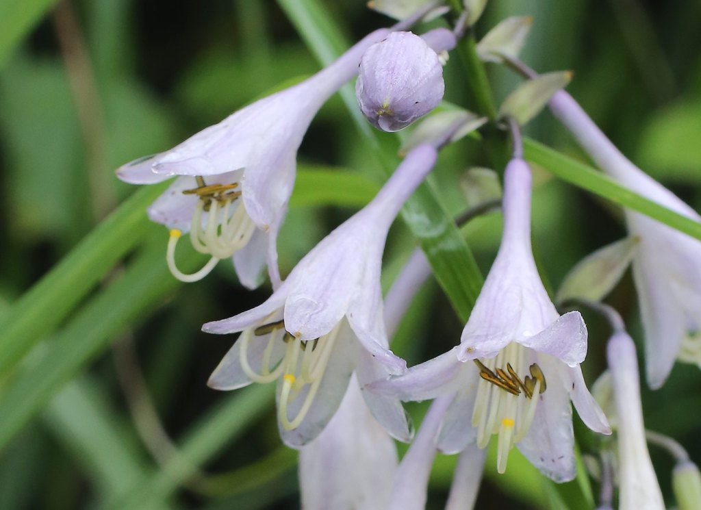 Hosta sieboldiana — a medium houseplant, prefers partial sun light