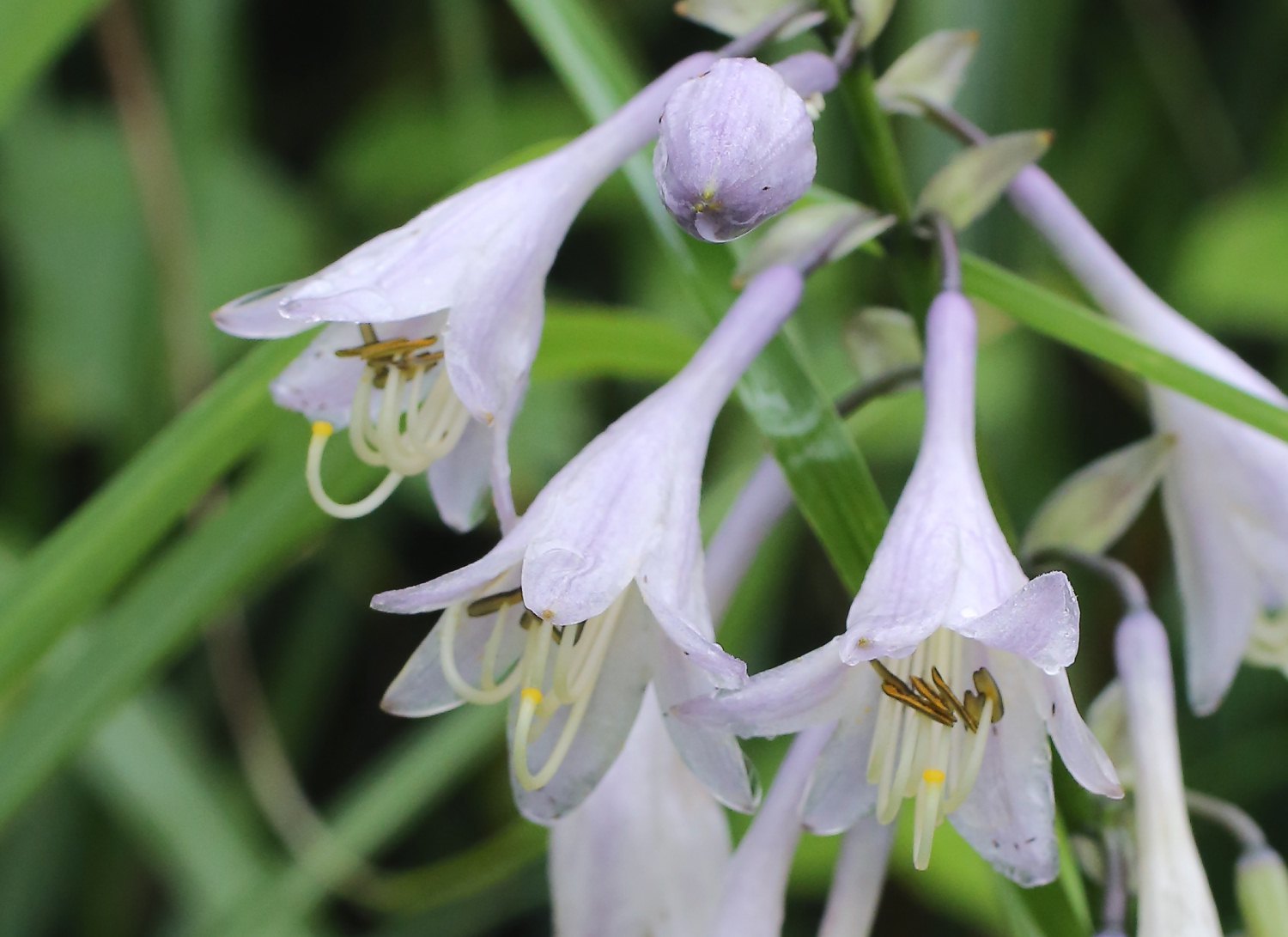 Siebold's Plantain Lily (Hosta sieboldiana) · iNaturalist