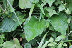 Hosta sieboldiana