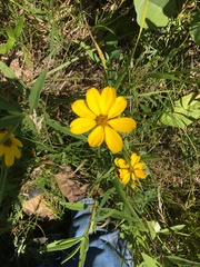 Coreopsis palmata