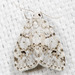 Little White Lichen Moth - Photo (c) nolieschneider, some rights reserved (CC BY-NC), uploaded by nolieschneider