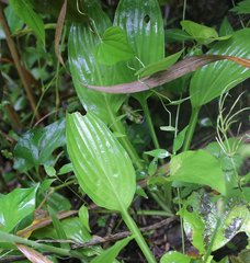 Hosta sieboldii