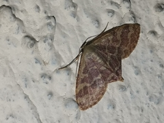 Lophophleps phoenicoptera