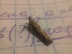 Nyctegretis lineana
