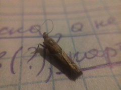 Nyctegretis lineana