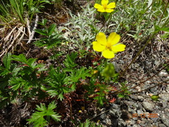 Potentilla drummondii