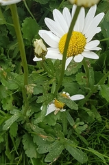 Leucantheminae