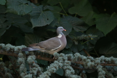 Columba palumbus