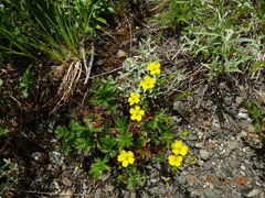 Potentilla drummondii