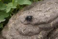 Phidippus georgii