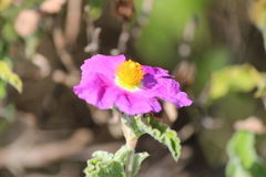 Cistus creticus