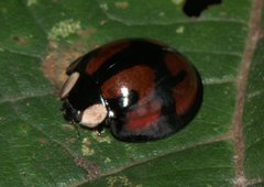 Aiolocaria hexaspilota