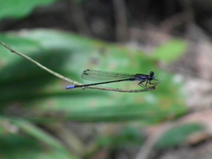 Argia lilacina