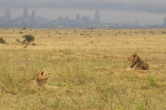 Panthera leo melanochaita