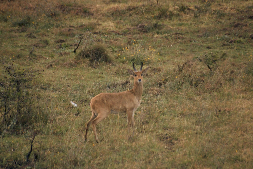 Redunca redunca, National Park, Nairobi, Kenya, by liamragan