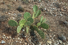 Opuntia pyrocarpa