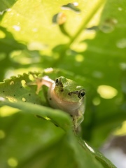 Hyla japonica