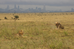 Panthera leo melanochaita