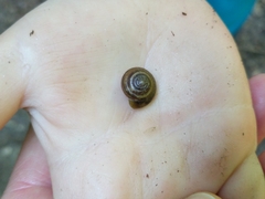 Zonitidae