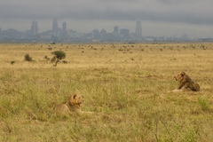 Panthera leo melanochaita