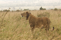 Panthera leo melanochaita