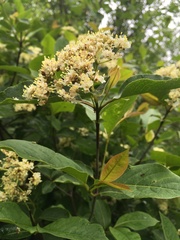 Viburnum cassinoides
