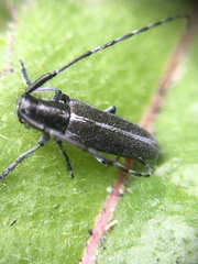 Agapanthia cardui