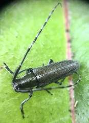 Agapanthia cardui