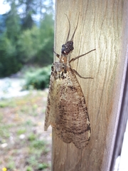 Dysmicohermes disjunctus