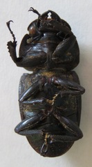 Dorcus