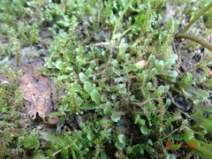 Pellia alpicola