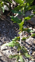 Quercus emoryi