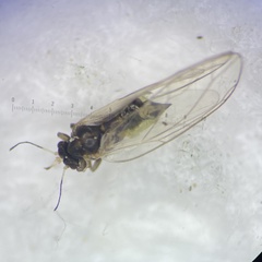 Bactericera minuta