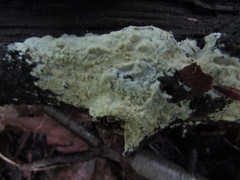 Phanerochaete sordida