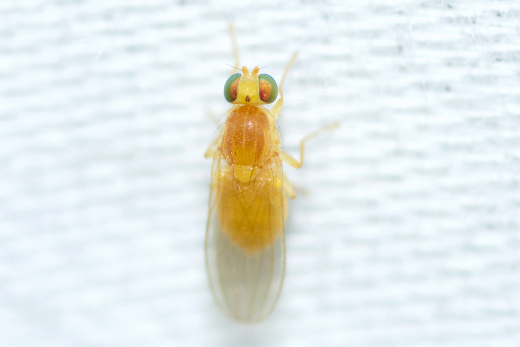 Gymnochiromyia