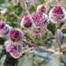 Woolly Burdock - Photo (c) Dina Nesterkova, some rights reserved (CC BY-NC)