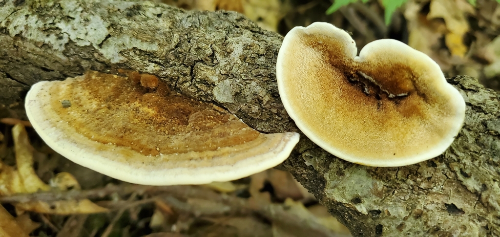Steccherinum subrawakense
