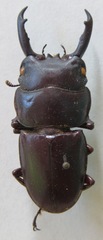 Dorcus wickhami