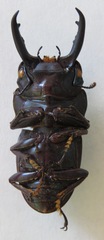 Dorcus wickhami