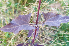 Atriplex hortensis