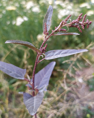 Atriplex hortensis