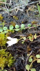 Lysimachia tenella